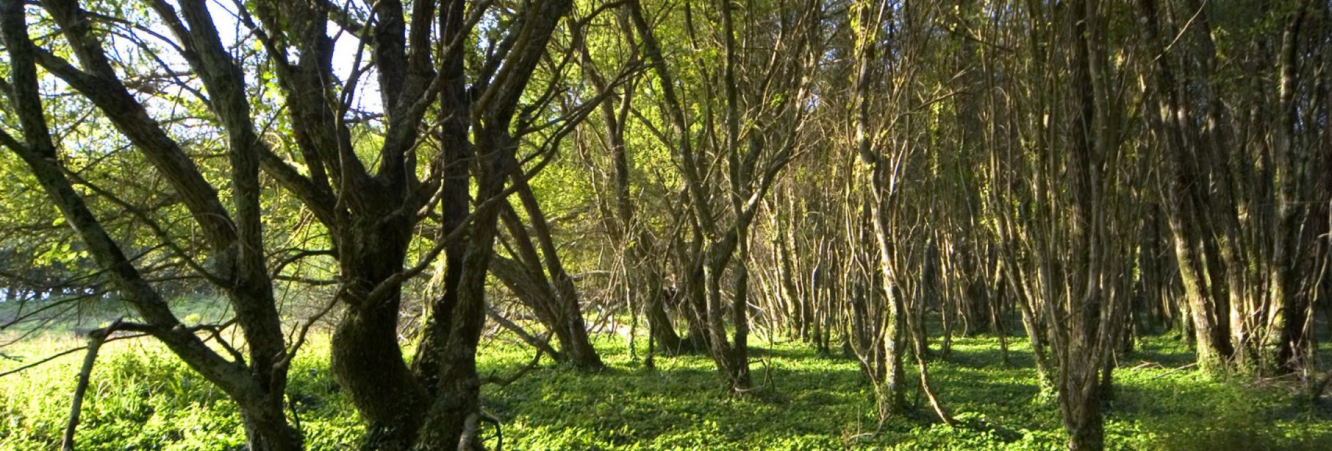 Bosque de loureiros. Illa de Cortegada
