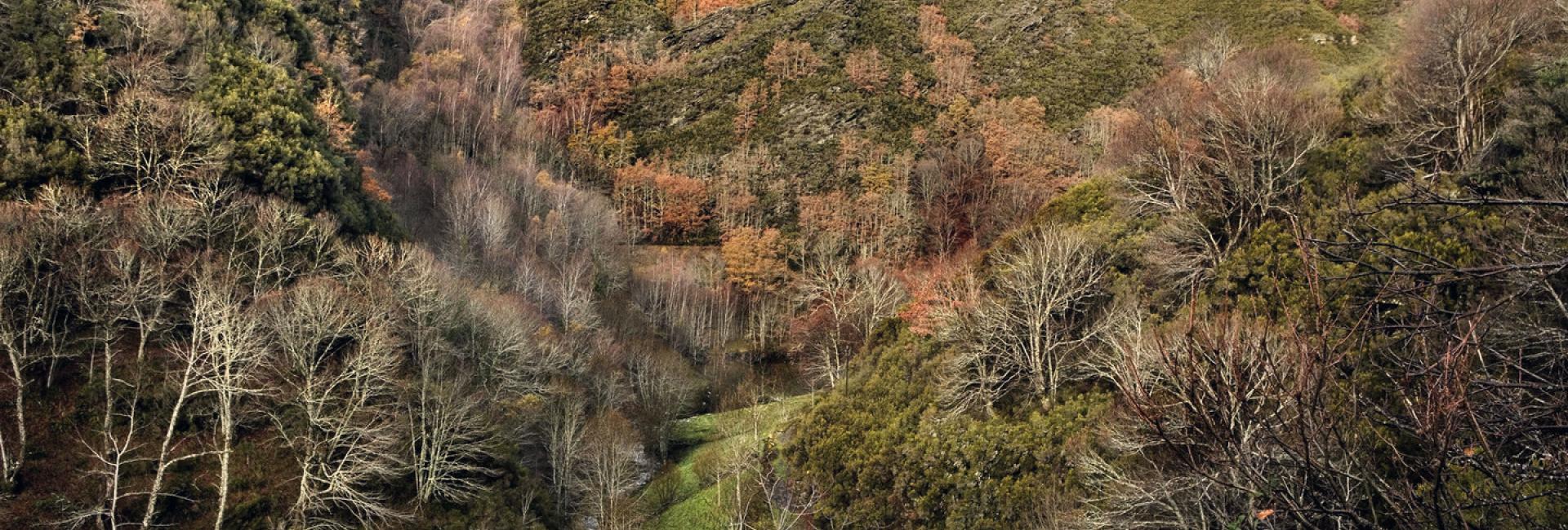 Forest of Devesa da Rogueira