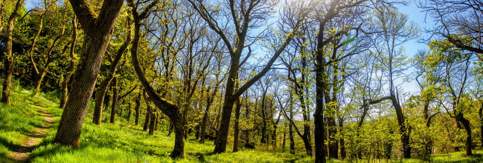 Fraga de Catasós [Forested area in Catasós]