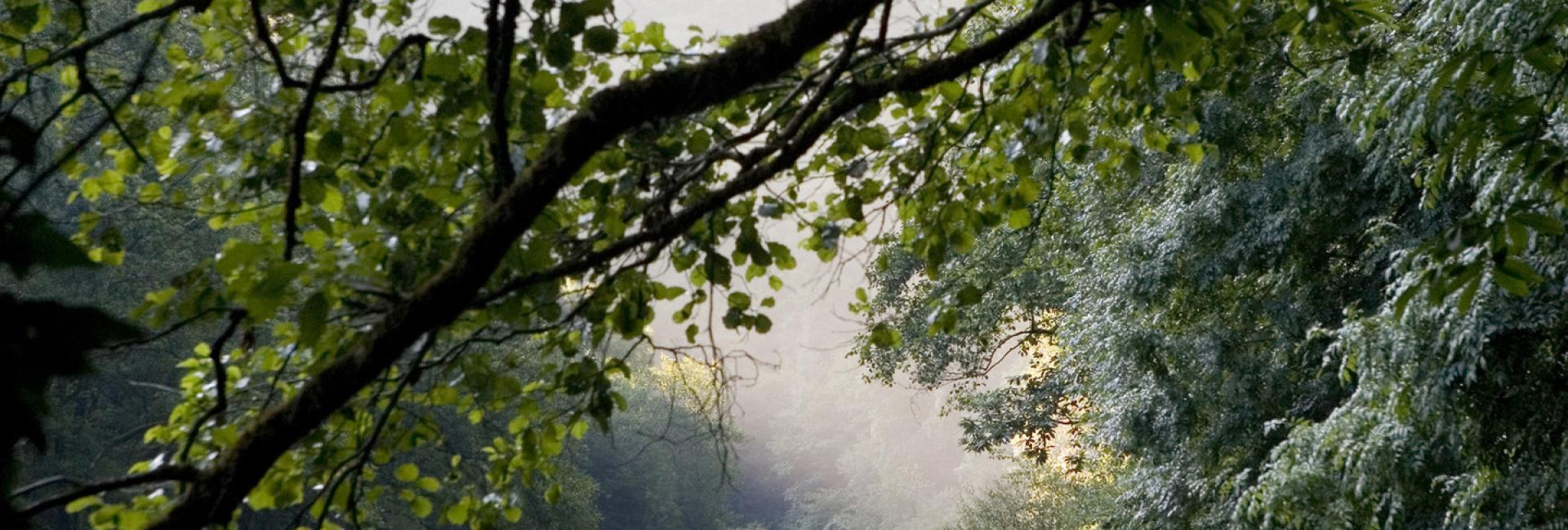 Fragas do Eume (Forested areas by the Eume river)