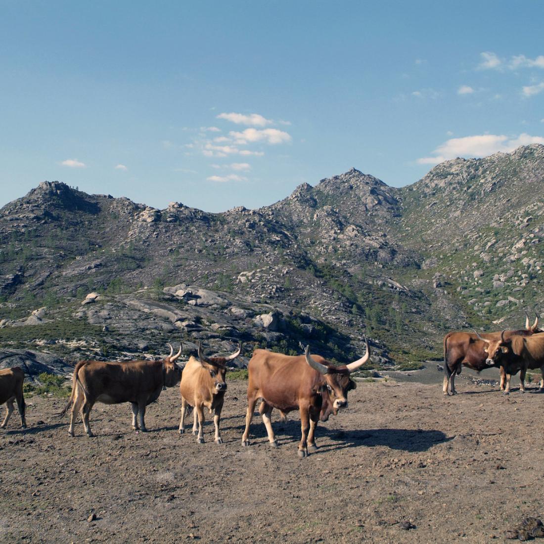 Parque Natural Baixa Limia - Serra do Xurés