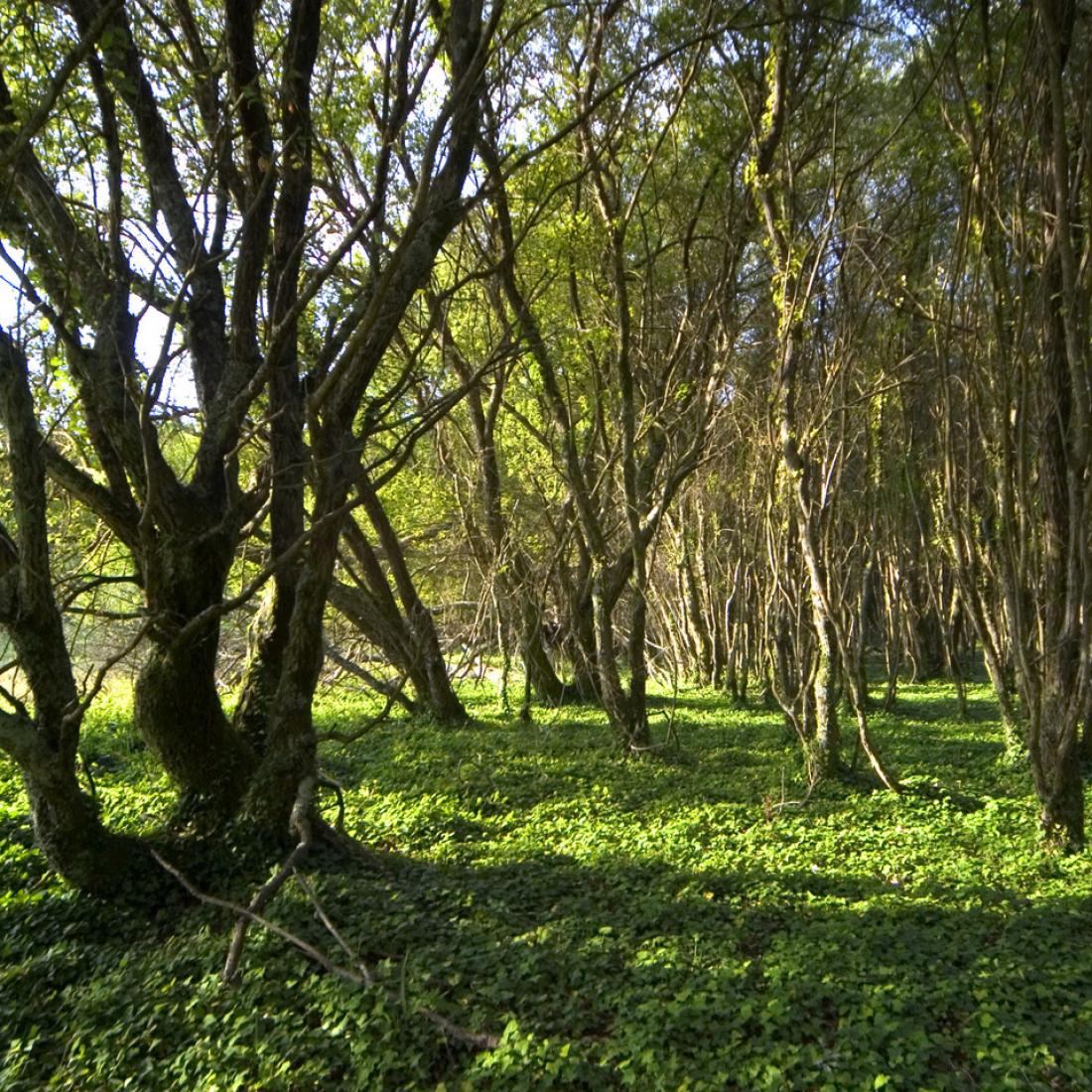 Bosque de loureiros. Illa de Cortegada