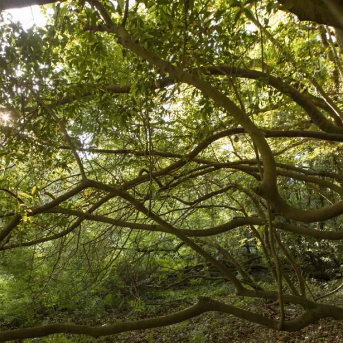 Bosque de loureiros. Illa de Cortegada
