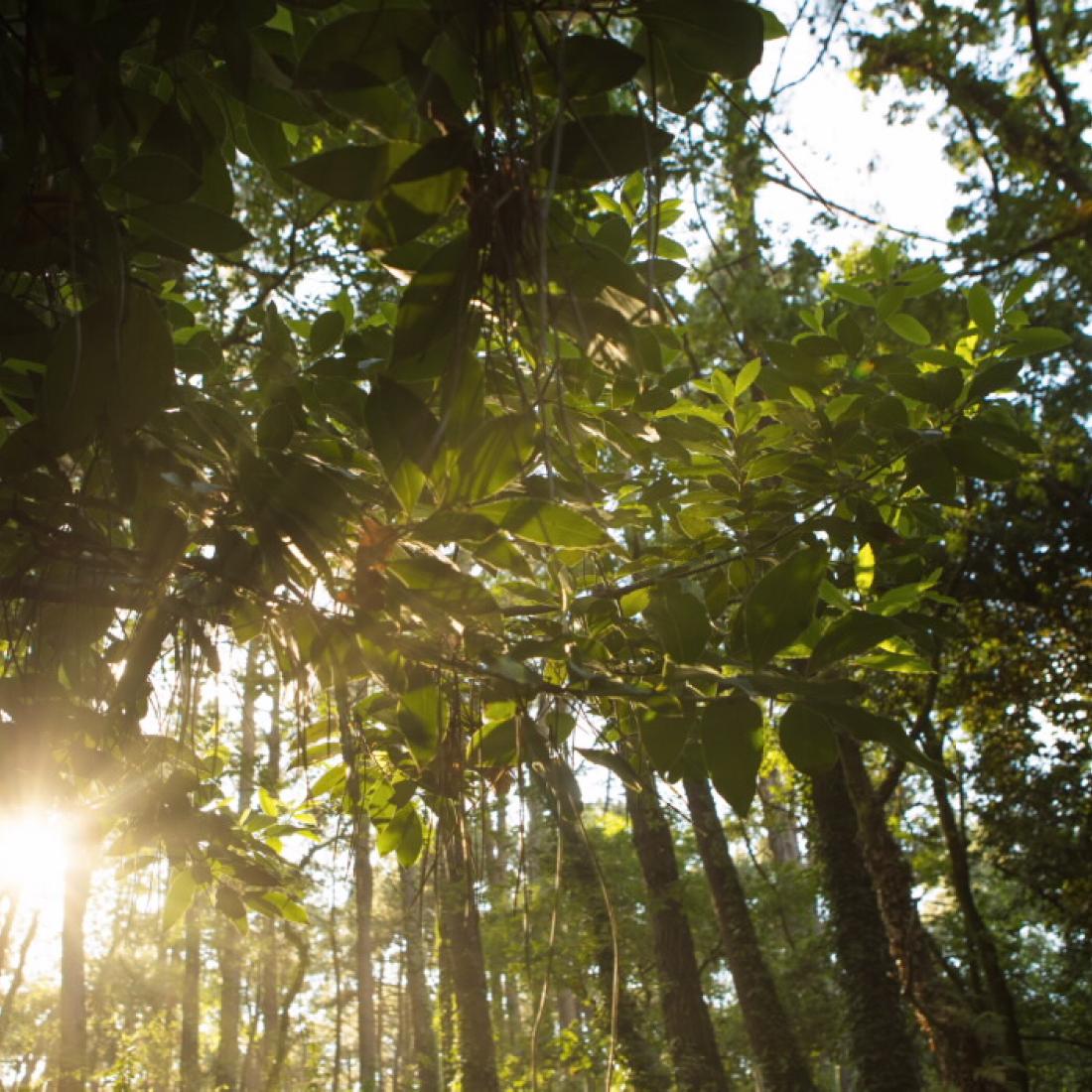 Bosque de loureiros. Illa de Cortegada