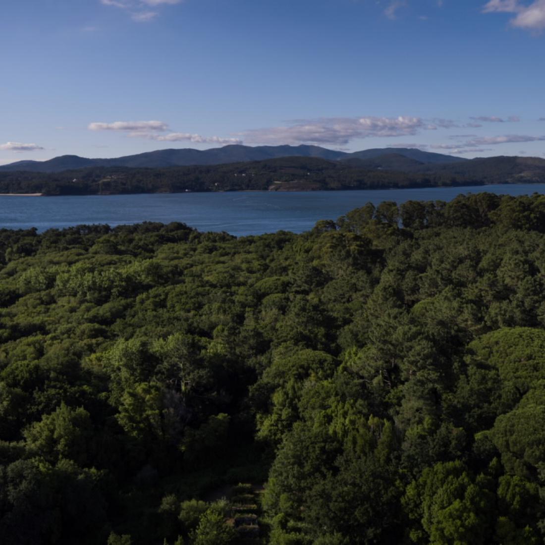 Bosque de loureiros. Illa de Cortegada