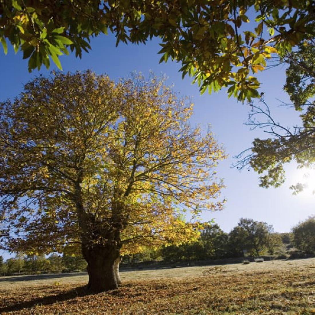Souto de Rozavales. Manzaneda