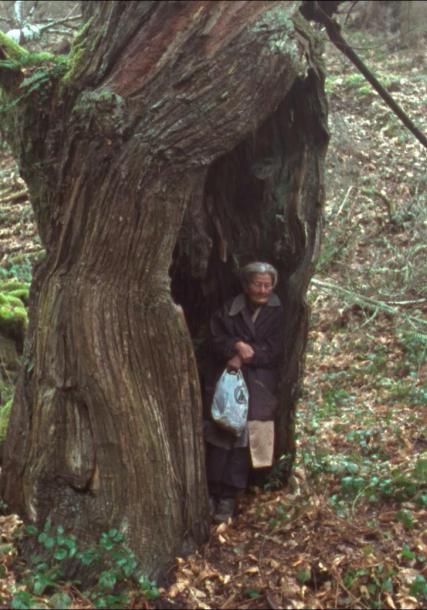 A nai de amador nunha árbore