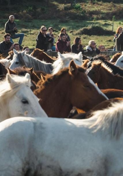 Imagen de la rapa das bestas con público en el curro