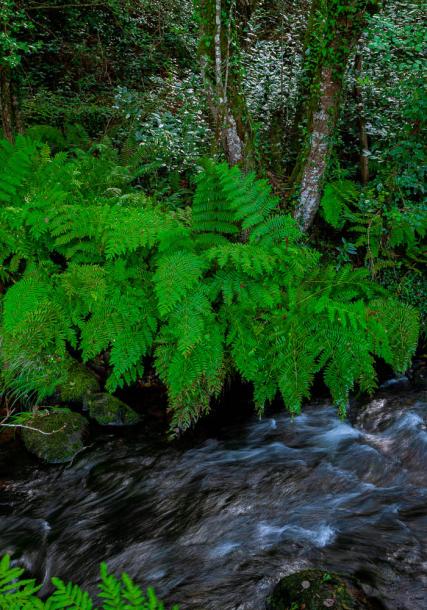 Otro aspecto del río que rodea la propiedad
