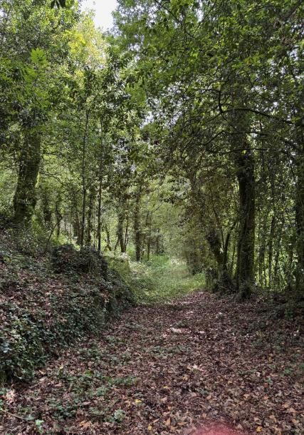Camino del bosque