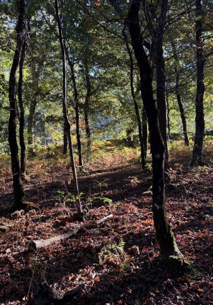Bosque