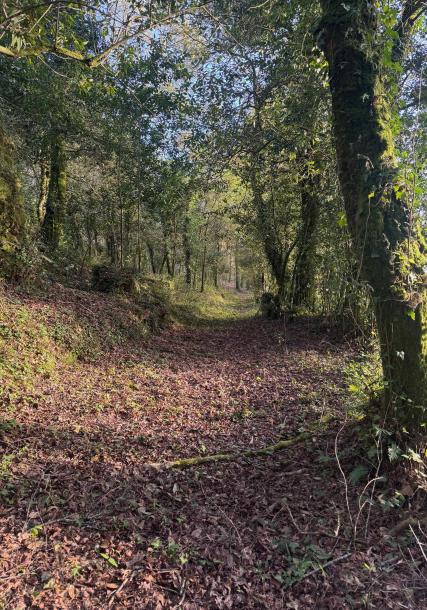 Camino bosque