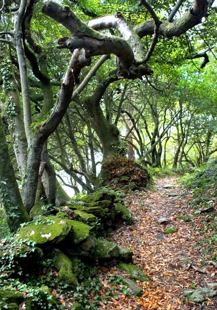 Bosque de loureiros. Illa de Cortegada
