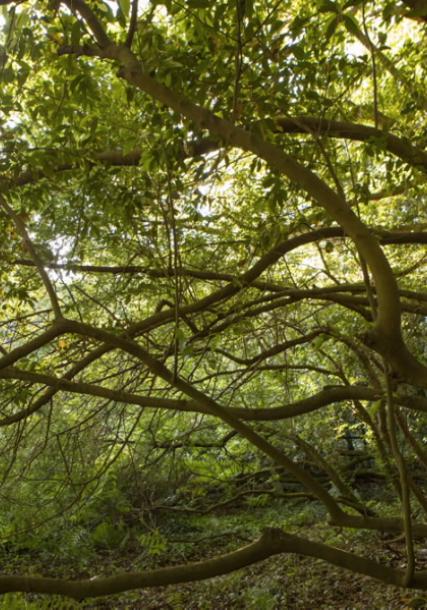 Bosque de loureiros. Illa de Cortegada