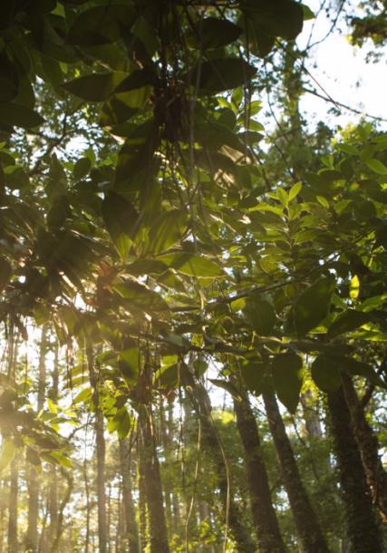Bosque de loureiros. Illa de Cortegada