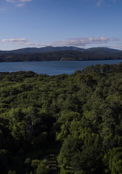 Bosque de loureiros. Illa de Cortegada