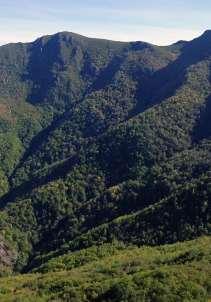 Forest of Devesa da Rogueira