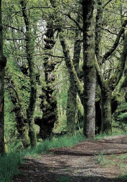Fraga de Catasós [Forested area in Catasós]