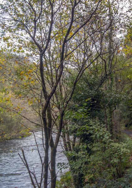 Fragas do Eume (Forested areas by the Eume river)
