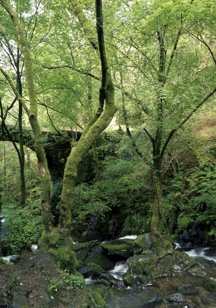 Fragas do Eume (Forested areas by the Eume river)