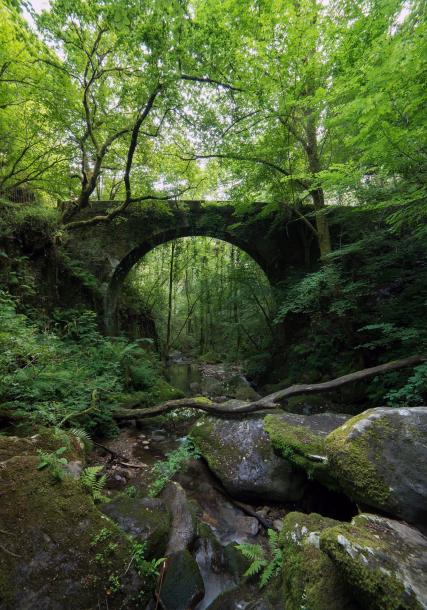 Fragas do Eume (Forested areas by the Eume river)