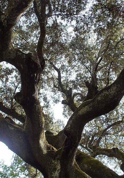 Enciña da Lastra mountain range