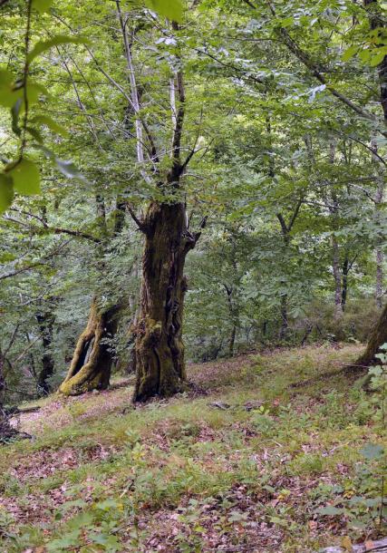 Serra do Courel (O Courel mountain range)