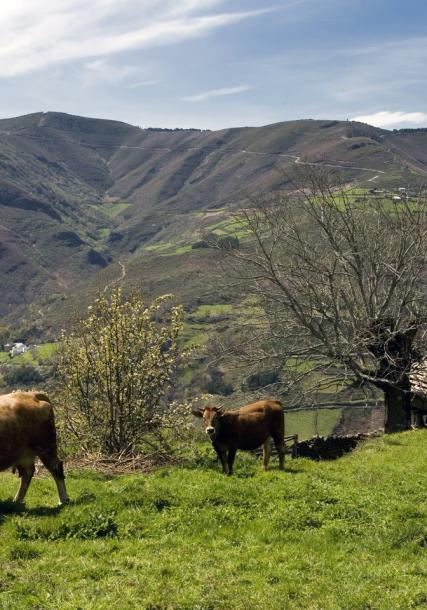 Serra dos Ancares (Os Ancares mountain range)